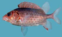 Image of Sargocentron violaceum (Violet squirrelfish)