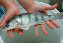 Image of Sander volgensis (Volga pikeperch)