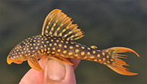 Image of Scobinancistrus aureatus 