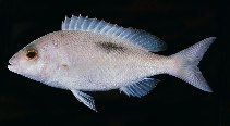 Image of Scolopsis bimaculata (Thumbprint monocle bream)