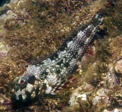 Image of Scartella caboverdiana 