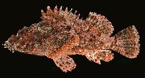 Image of Scorpaenopsis cirrosa (Weedy stingfish)