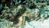 Image of Scorpaenopsis diabolus (False stonefish)