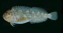 Image of Scartella emarginata (Maned blenny)