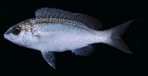 Image of Scolopsis frenata (Bridled monocle bream)