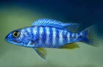 Image of Sciaenochromis fryeri 