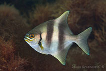 Image of Scorpis georgiana (Banded sweep)