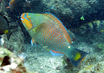 Image of Scarus hoefleri (Guinean parrotfish)