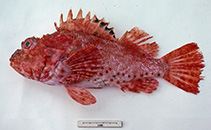 Image of Scorpaena jacksoniensis 