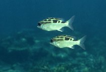 Image of Scolopsis lineata (Striped monocle bream)