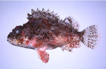 Image of Scorpaena miostoma 