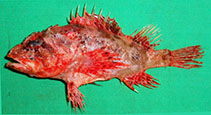 Image of Scorpaenodes muciparus 