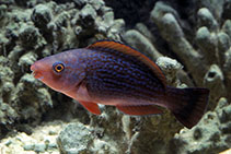 Image of Scarus niger (Dusky parrotfish)