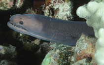 Image of Scuticaria okinawae (Shorttailed snake moray)