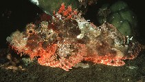 Image of Scorpaenopsis oxycephalus (Tassled scorpionfish)