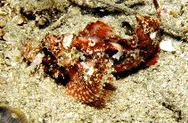 Image of Scorpaenopsis papuensis (Papuan scorpionfish)