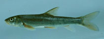 Image of Schizothorax richardsonii (Snowtrout)