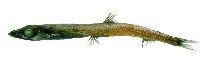 Image of Scopelosaurus smithii 