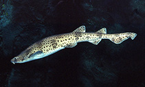 Image of Scyliorhinus stellaris (Nursehound)