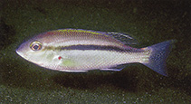 Image of Scolopsis taenioptera (Lattice monocle bream)