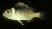 Image of Scolopsis vosmeri (Whitecheek monocle bream)