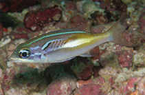 Image of Scolopsis xenochrous (Oblique-barred monocle bream)