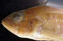 Image of Serranus accraensis (Ghanean comber)