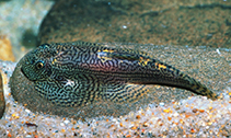 Image of Sewellia albisuera 