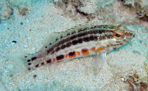 Image of Serranus baldwini (Lantern bass)