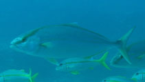 Image of Seriola carpenteri (Guinean amberjack)