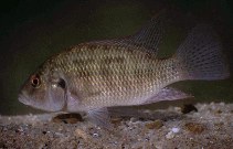 Image of Sargochromis codringtonii (Green happy)