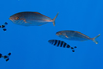 Image of Seriola fasciata (Lesser amberjack)