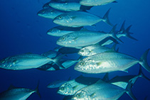 Image of Seriola fasciata (Lesser amberjack)