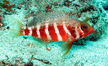 Image of Serranus heterurus 