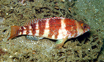 Image of Serranus inexpectatus 