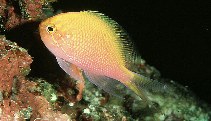 Image of Serranocirrhitus latus (Hawkfish anthias)