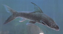 Image of Semilabeo notabilis 