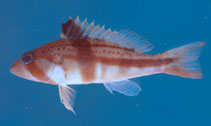 Image of Serranus phoebe (Tattler)