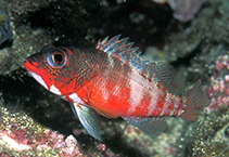 Image of Serranus pulcher 