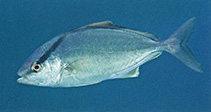 Image of Seriola rivoliana (Longfin yellowtail)