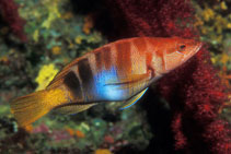 Image of Serranus scriba (Painted comber)