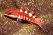 Image of Serranus socorroensis (Socorro serrano)