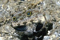 Image of Signigobius biocellatus (Twinspot goby)