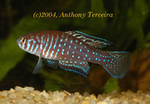 Image of Simpsonichthys boitonei (Lyrefin pearlfish)