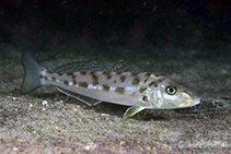 Image of Sillago burrus (Western trumpeter sillago)