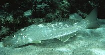 Image of Sillago ciliata (Sand sillago)