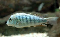 Image of Simochromis diagramma 