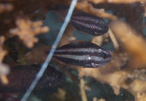 Image of Siphamia fuscolineata (Crown-of-thorns cardinalfish)