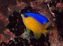 Image of Similiparma hermani (Cape damsel)