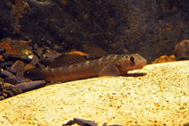 Image of Sicyopterus japonicus 